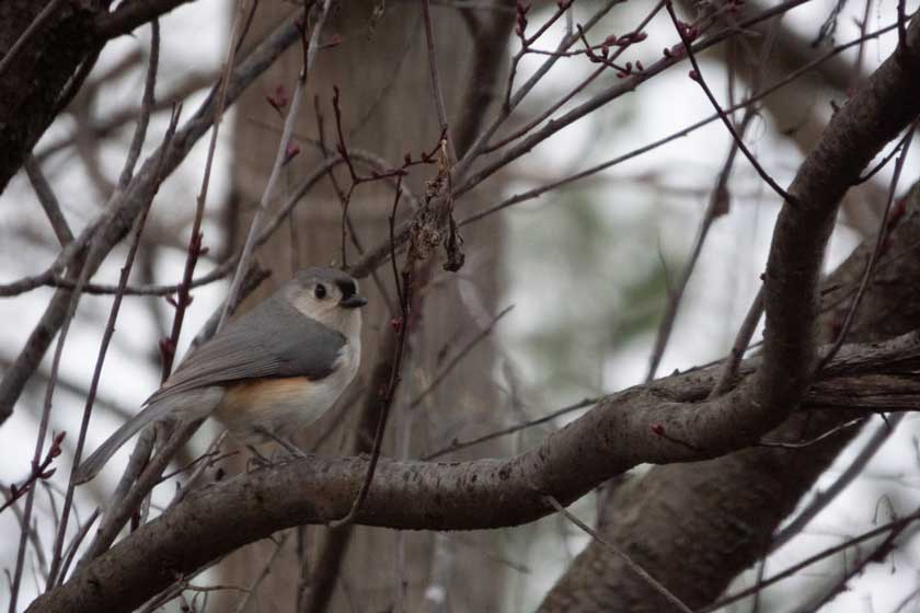 عکس گرفته شده با A1000