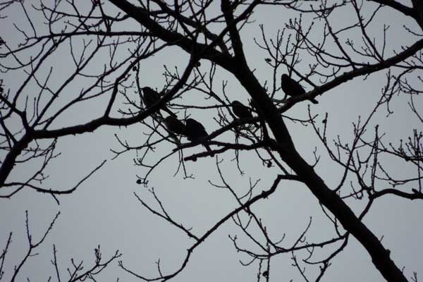 عکس گرفته شده با A1000