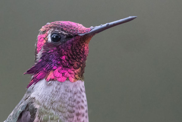 نمونه عکس با لنز سونی مدل Sony FE 100-400mm f/4.5-5.6 GM OSS