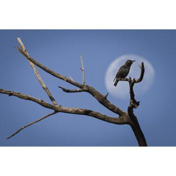 دوربین عکاسی نیکون Nikon Z 9