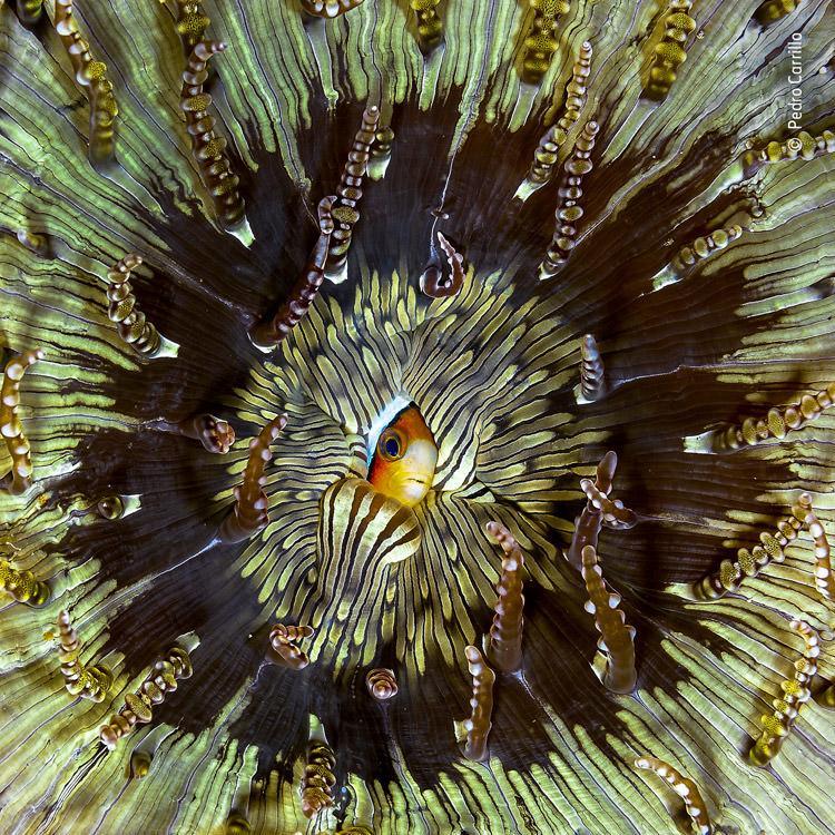 بهترین عکاسان حیات وحش