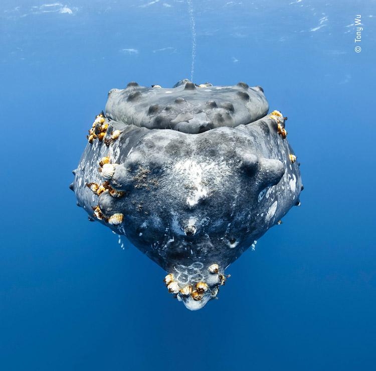 عکاسی از نهنگ کوهان دار