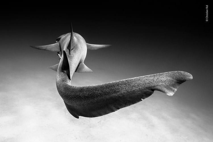 عکاسی از کوسه ی پرستار