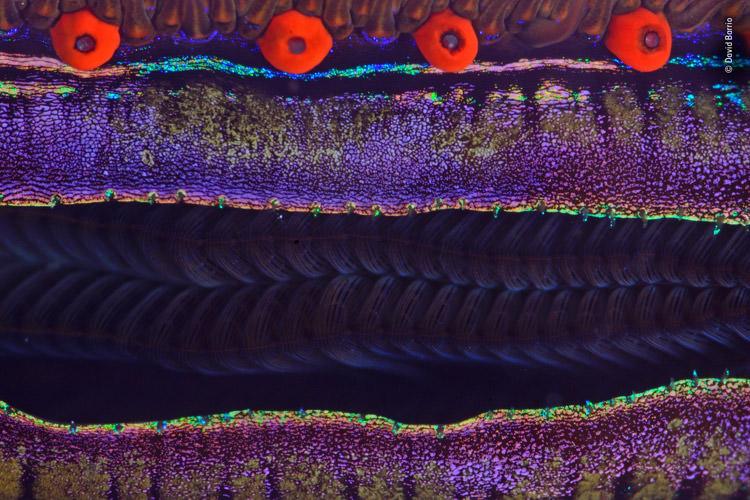 بهترین عکاسان حیات وحش