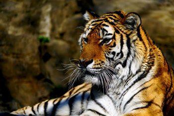 نمونه عکس با لنز سونی مدل Sony FE 24-240 f/3.5-6.3