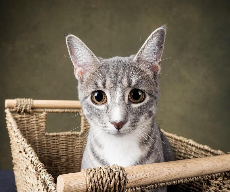 عکاسی از گربه ها