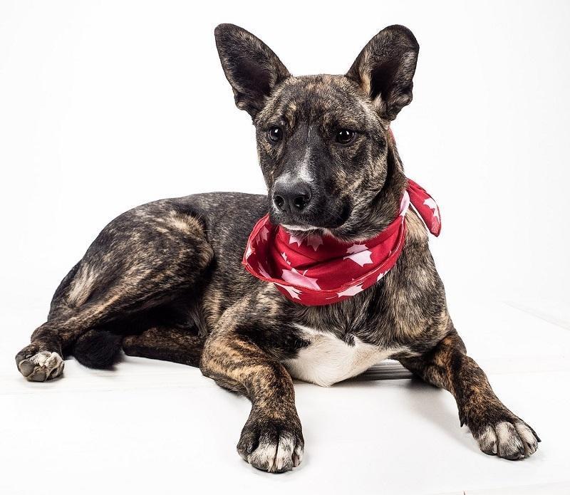 عکاسی از حیوانات