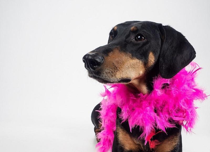 عکاسی خلاقانه از سگ ها