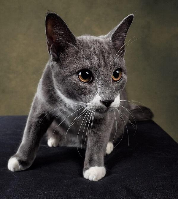 عکاسی از گربه ها