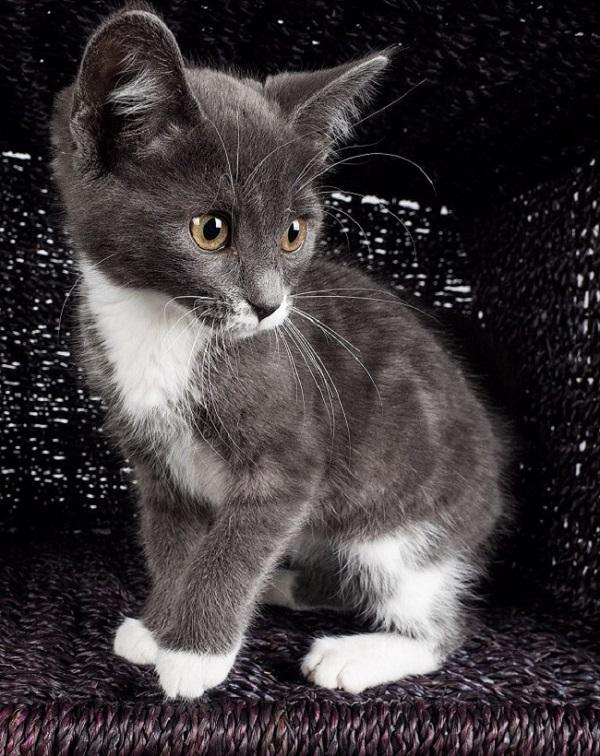 عکاسی از گربه ها