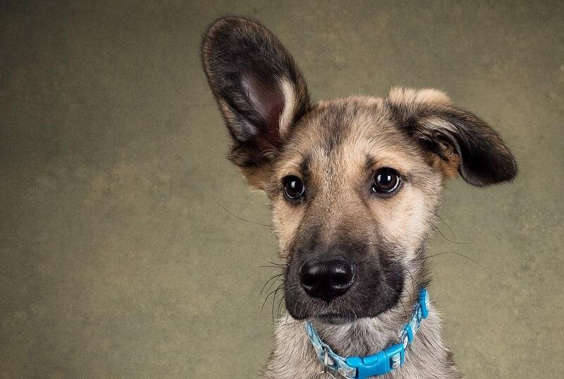 انتخاب بک گراند برای عکاسی از حیوانات