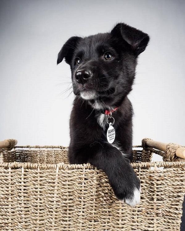 آموزش عکاسی از حیوانات خانگی