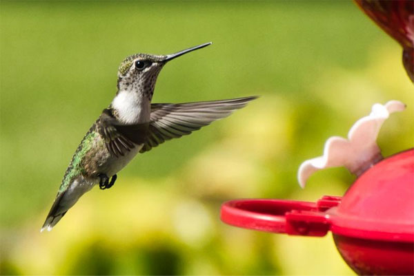 نمونه عکس با دوربین کانن Canon 90D 18-135