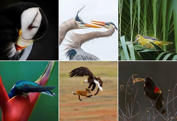 آثار برگزیده مسابقه Audubon