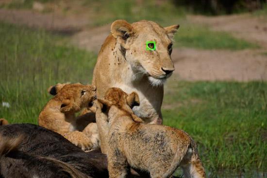 دوربین سونی آلفا 6600