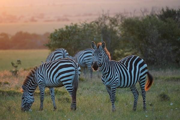 دوربین بدون آینه سونی a6600