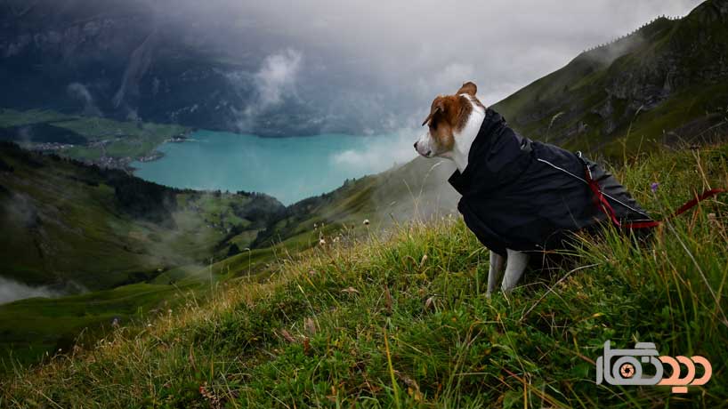 نمونه عکس برداری با دوربین نیکون D780