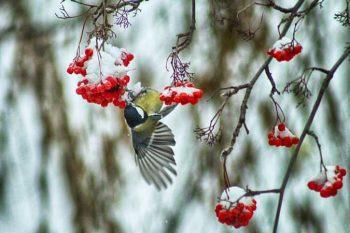 دوربین کانن 4000D بدنه