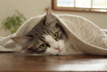 عکاسی با دوربین کانن 4000D