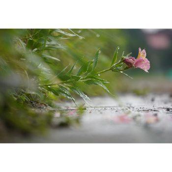 دوربین سونی a6100