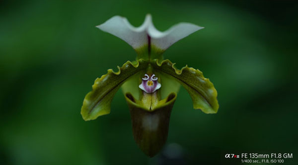 لنزسونی مدل Sony FE 135mm f/1.8 GM Lens