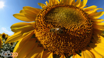 لنز کانن EF 8-15 mm f/4L Fisheye USM