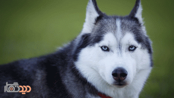 لنز کانن مدل Canon EF 135mm f/2L USM