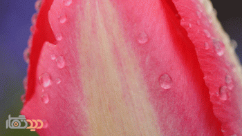 لنز کانن مدل Canon EF-S 60mm f/2.8 Macro USM