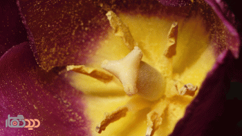 لنز کانن مدل Canon EF-S 60mm f/2.8 Macro USM