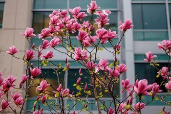 نحوه فیلمبرداری با دوربین 77d