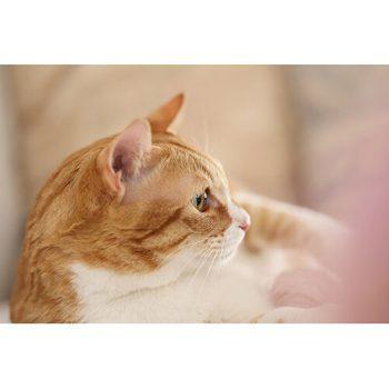 دوربین بدون آینه کانن R6 بدنه