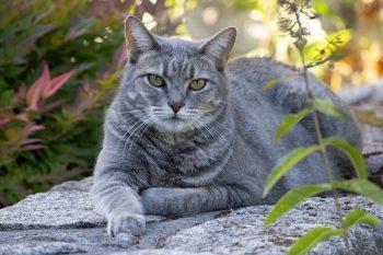 لنز کانن 600 میلی متر