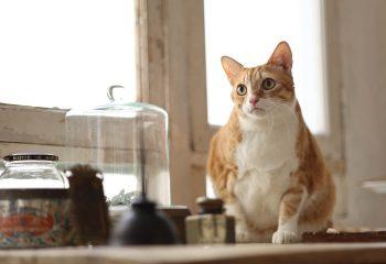 نمونه عکس با لنز کانن Canon RF 85mm f/2 Macro IS STM Lens