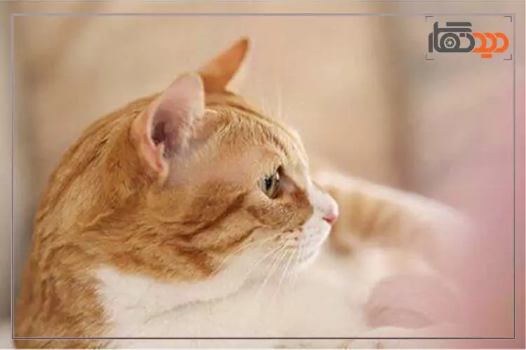 تصویر ثبت شده از یک گربه توسط دوربین canon eos r6 mirrorless