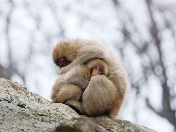 لنز کانن 600 میلی متر