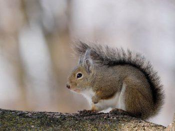 لنز کانن 600 میلی متر