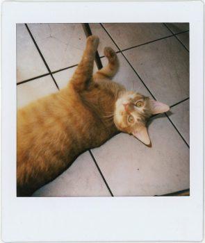 دوربین چاپ سریع فوجی فیلم Square SQ1