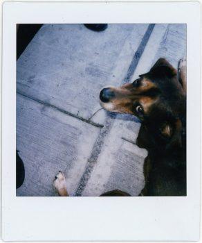 دوربین چاپ سریع فوجی فیلم Square SQ1