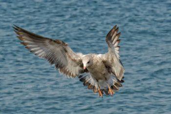 دوربین عکاسی بدون آینه نیکون 1v2