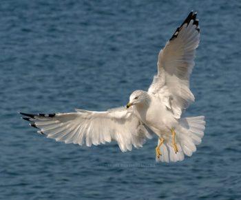 دوربین عکاسی بدون آینه نیکون 1v2