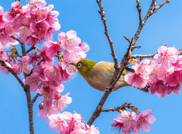 لنز سیگما Sigma 28-70mm f/2.8 DG DN Contemporary Lens