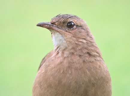 عکاسی پرندگان
