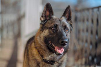 لنز نیکون Nikon NIKKOR Z 85mm f/1.8