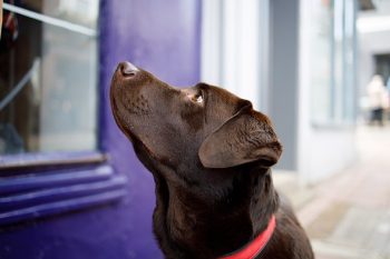 نمونه عکس با لنز کانن Canon RF 35mm f/1.8