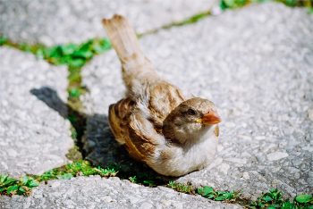 لنز سونی Sony E 70-350mm f/4.5-6.3 G OSS Lens