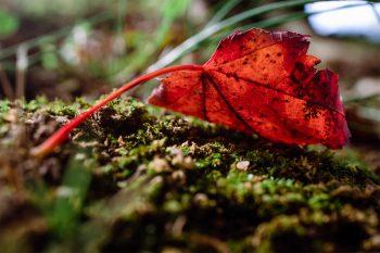 نمونه عکس با لنز کانن Canon RF 35mm f/1.8