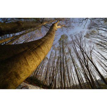 لنز سونی Sony FE 16-35mm