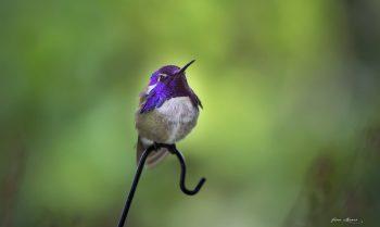 لنز کانن Canon RF 70-200mm f/4L