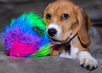 نمونه عکس با لنز کانن Canon RF 24-70mm f/2.8L