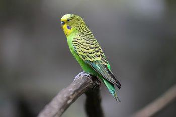 لنز کانن Canon RF 70-200mm f/2.8L